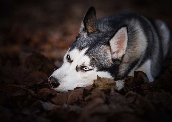 Husky Dogs Pet Dog Ba