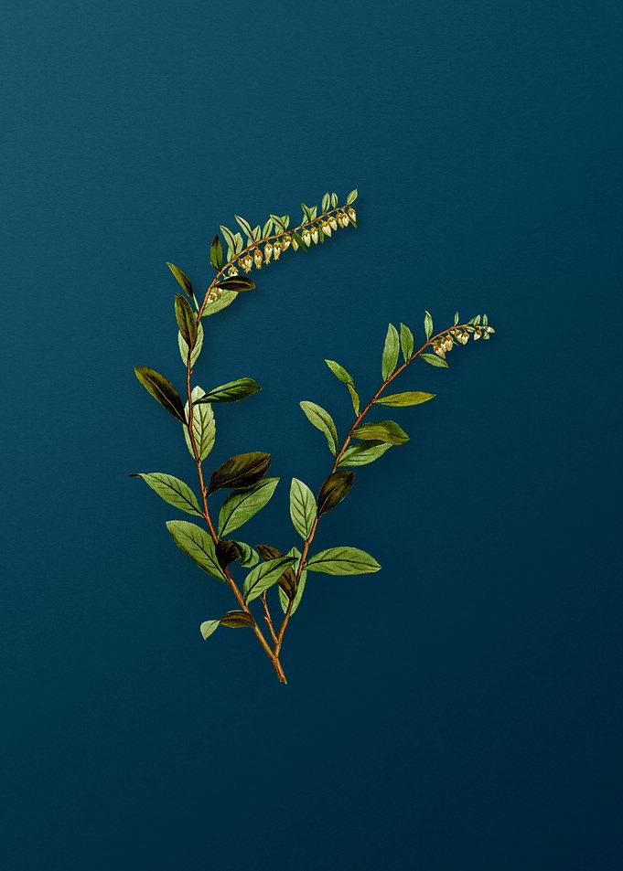 Vintage Botanicals on Teal