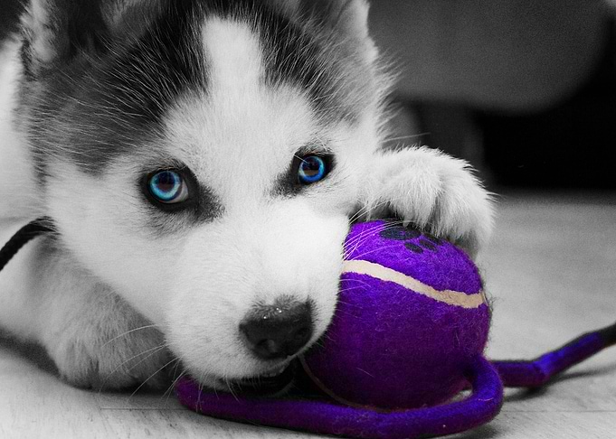 Siberian Husky Dogs Husky