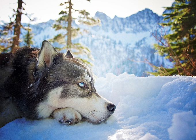 Husky Dogs Dog Pet Winter