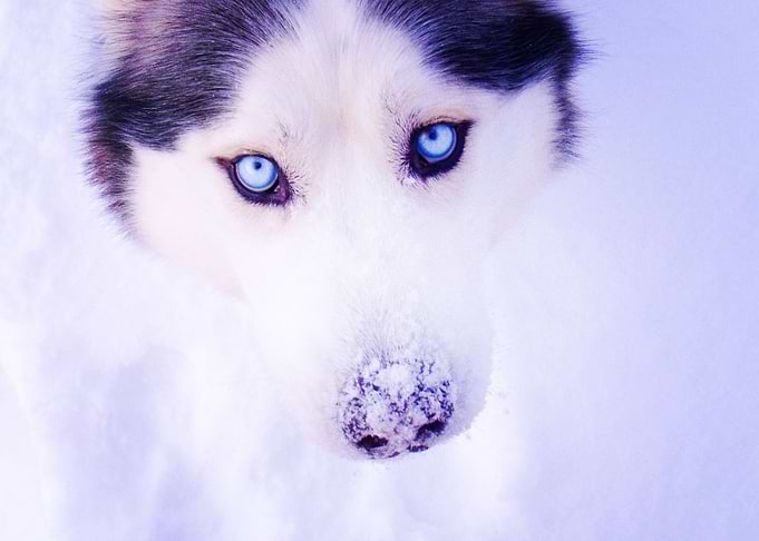 Husky Dogs