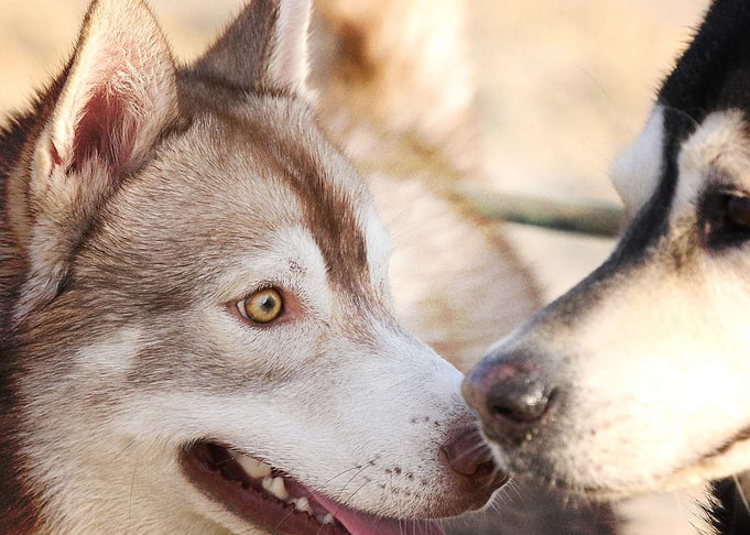 Husky Dogs