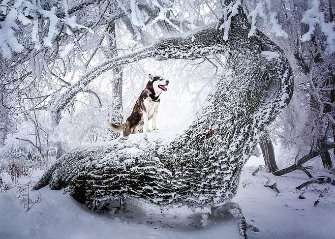 Husky Dogs Dog Winter Sno