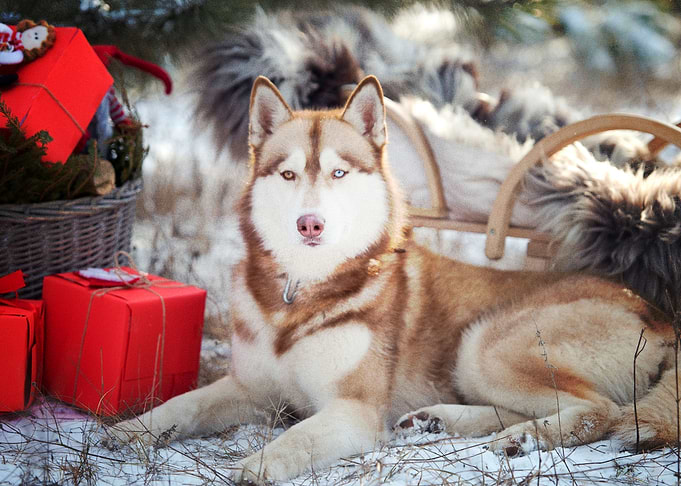 Husky Dogs Dog