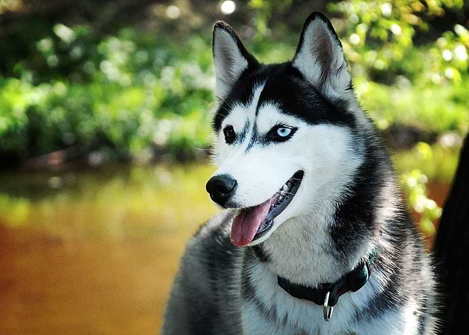 Husky Dogs