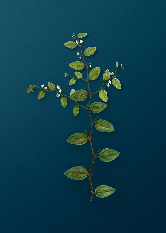 Vintage Botanicals on Teal