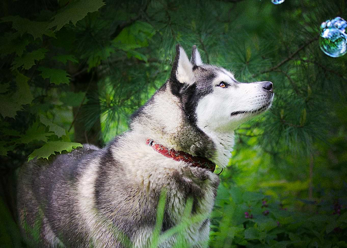 Husky Dogs Dog