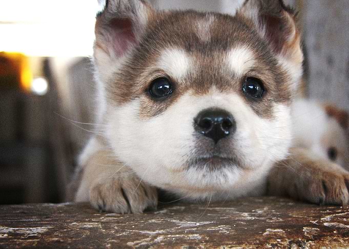 Siberian Husky Dogs B