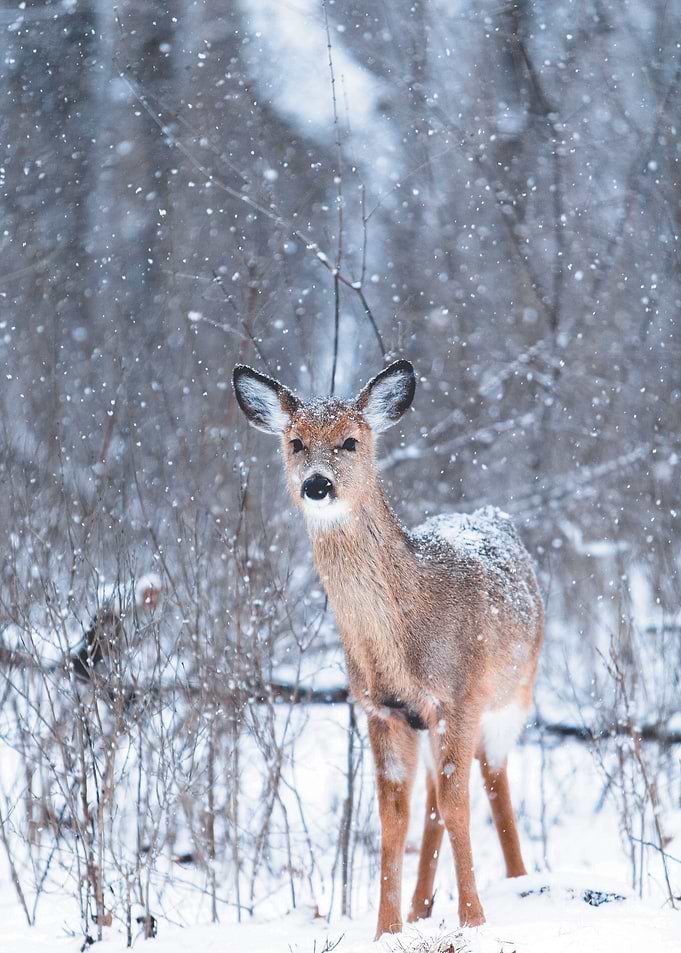 Baby deer