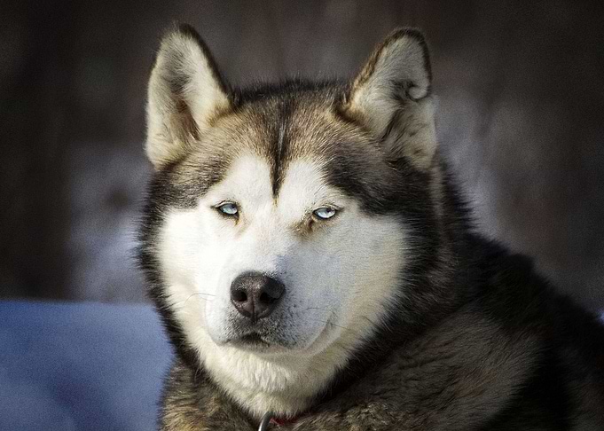 Husky Dogs
