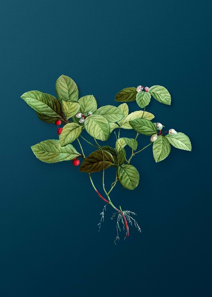 Vintage Botanicals on Teal