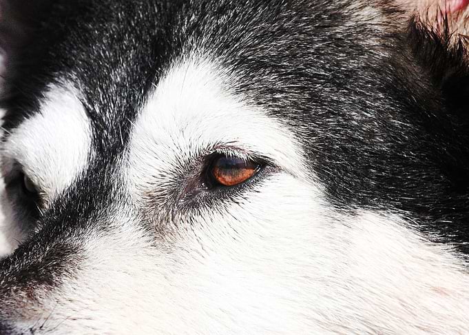 Husky Dogs