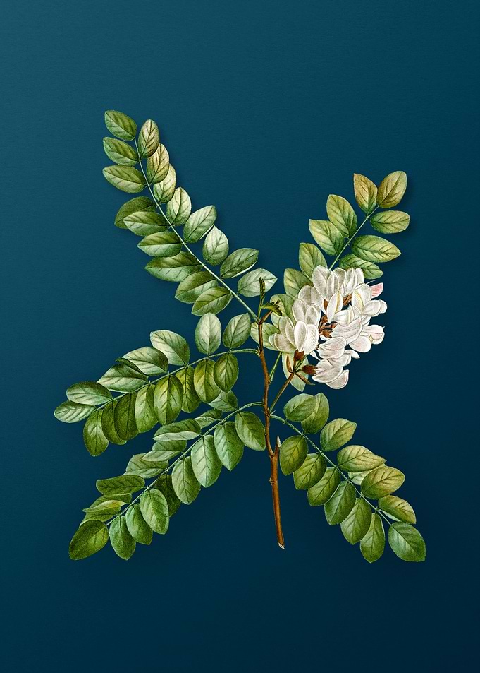Vintage Botanicals on Teal