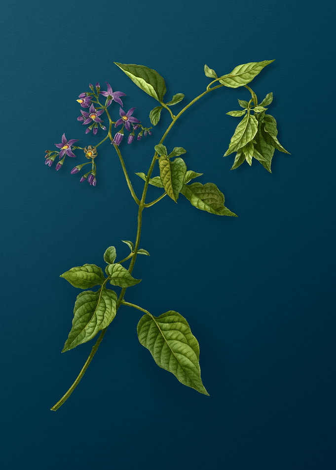 Vintage Flowers on Teal