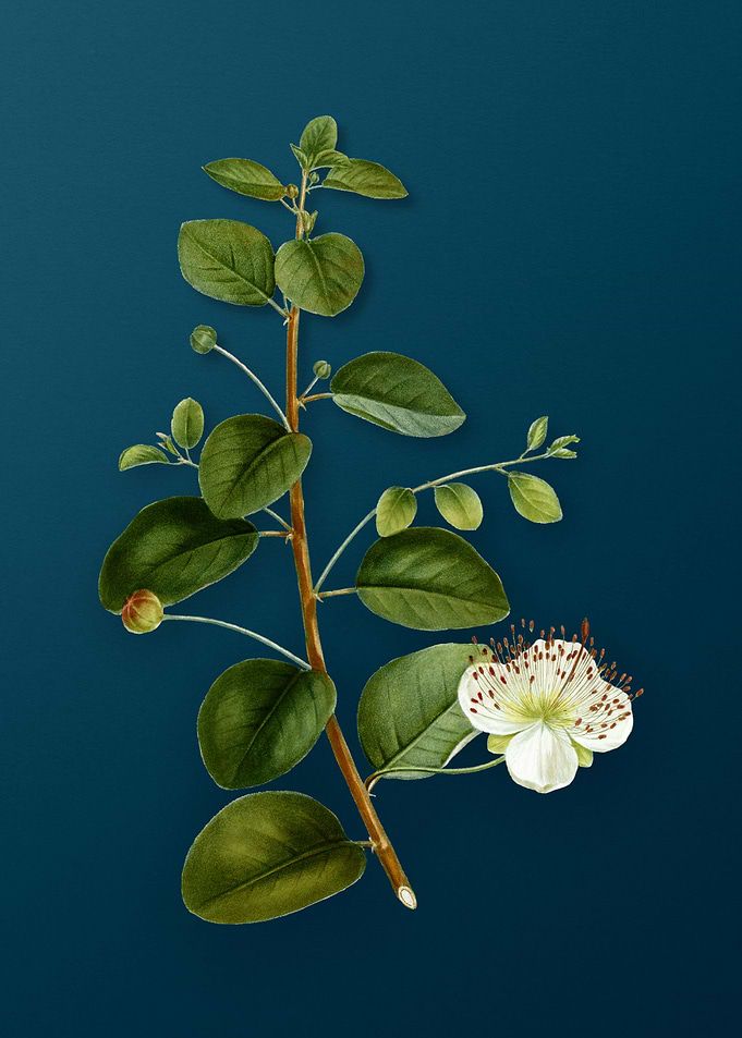 Vintage Botanicals on Teal