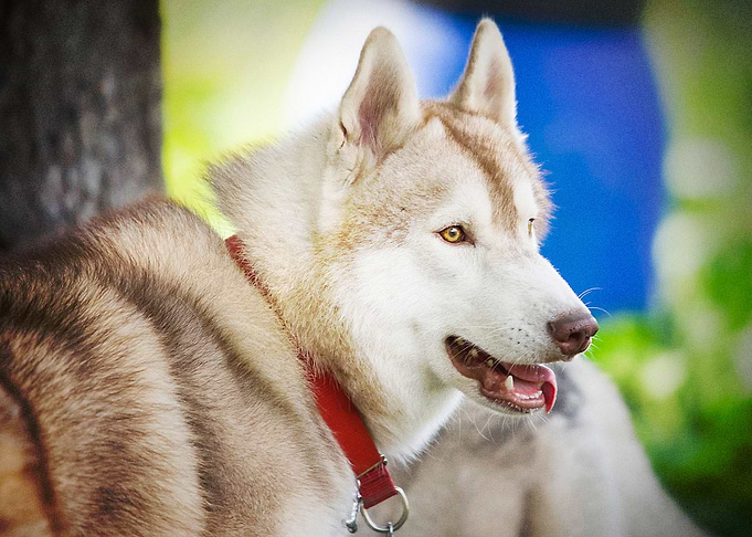Husky Dogs
