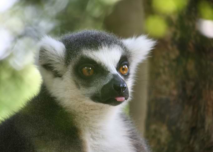Ring Tailed Lemur