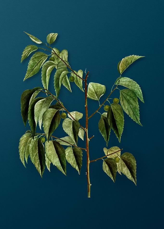 Vintage Botanicals on Teal