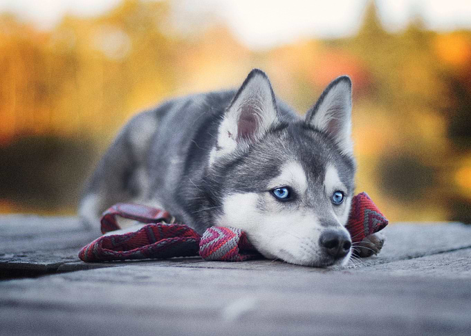 Husky Dogs Dog Pet Ba