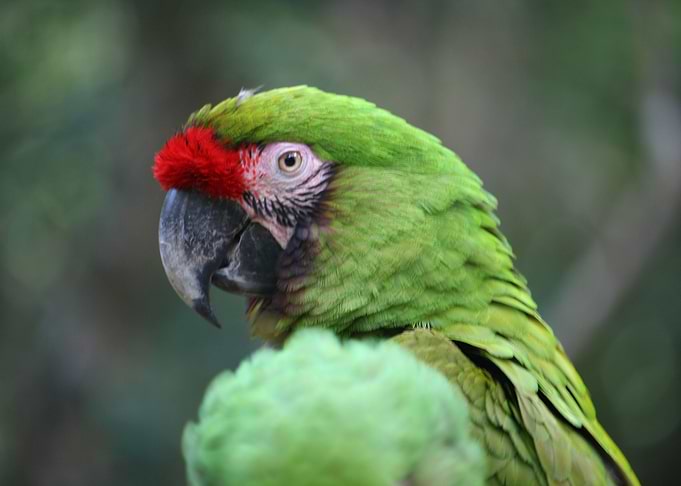 Macaw