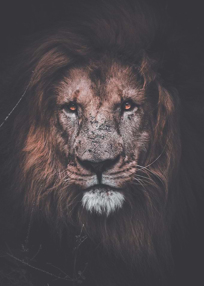 Lion king of the jungle