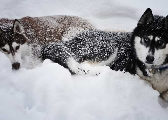 Husky Dogs Dog