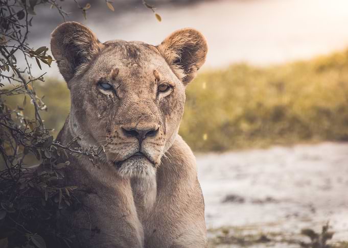 Blue eyed Lion