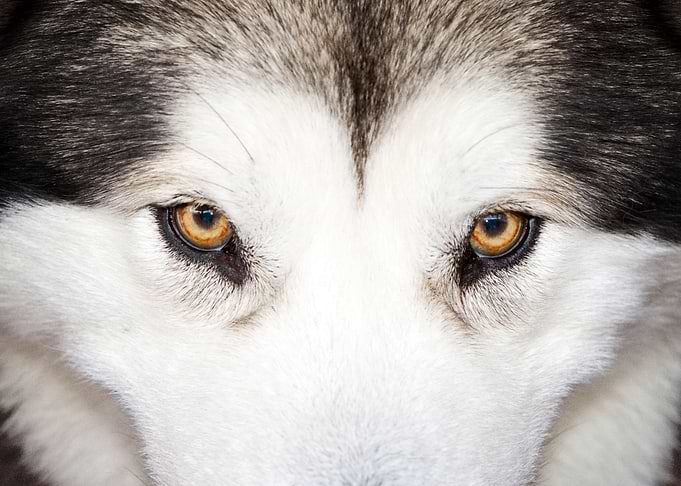 Husky Dogs