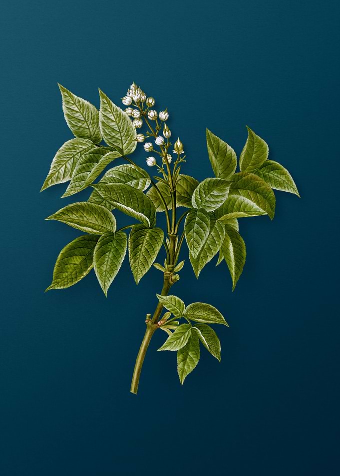 Vintage Botanicals on Teal