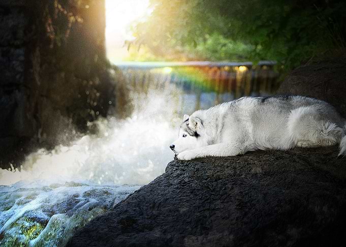 Siberian Husky Dogs Pet D