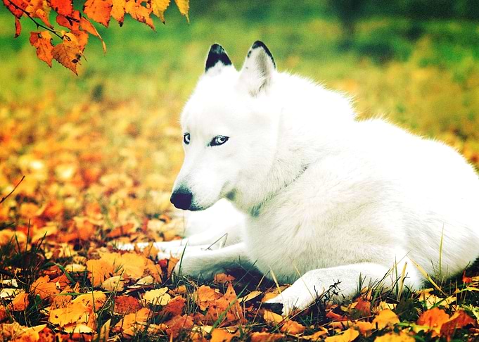 Husky Dogs