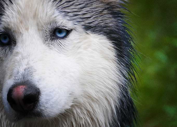 Husky Dogs
