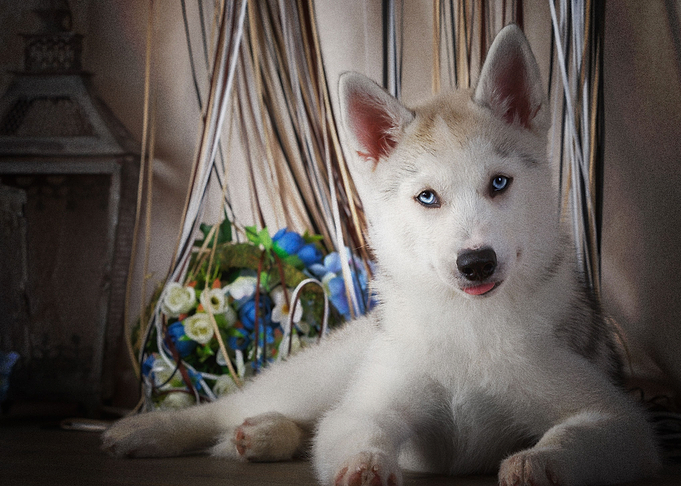 Husky Dogs Puppy Dog Pet