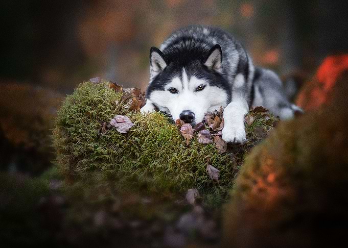 Husky Dogs Dog Pet Moss