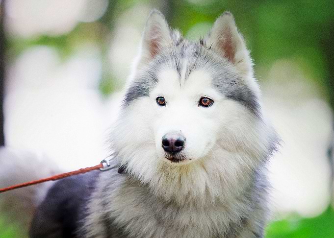 Husky Dogs