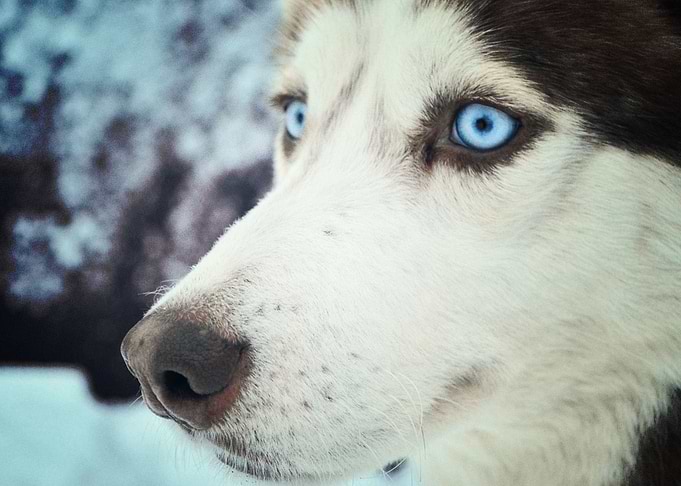 Husky Dogs