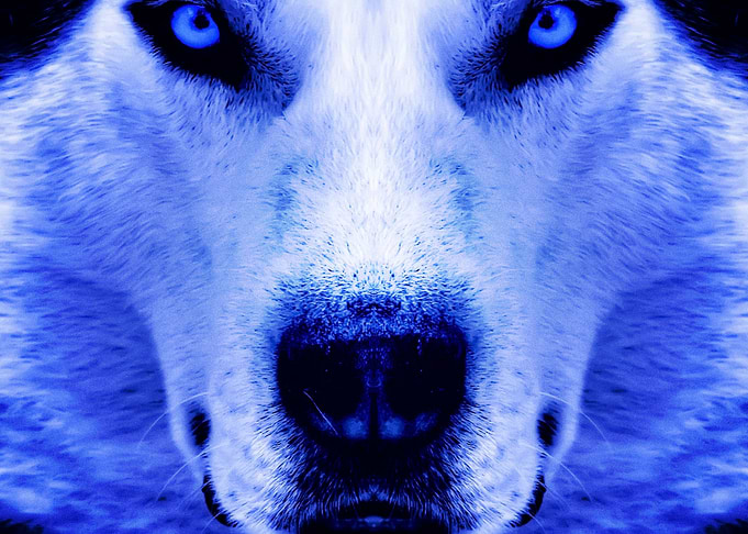 Husky Dogs