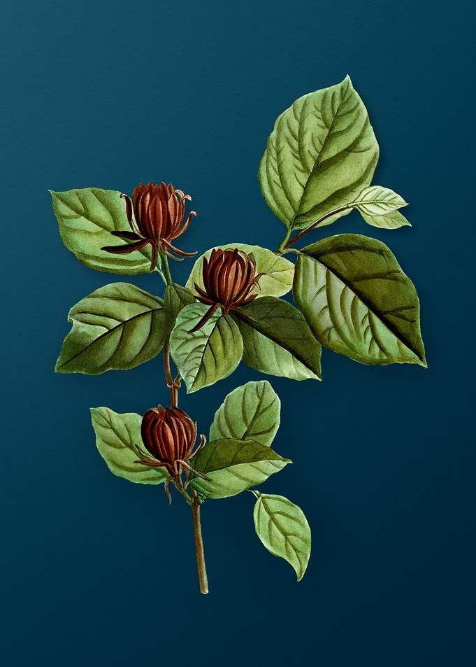 Vintage Botanicals on Teal