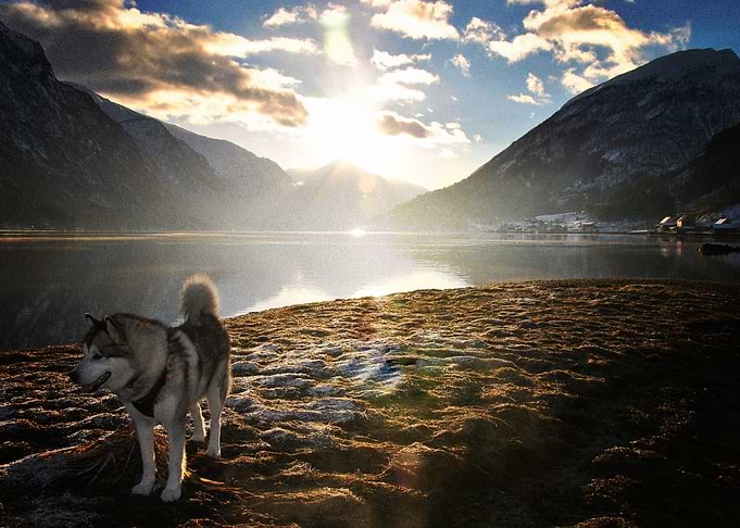 Husky Dogs Dog