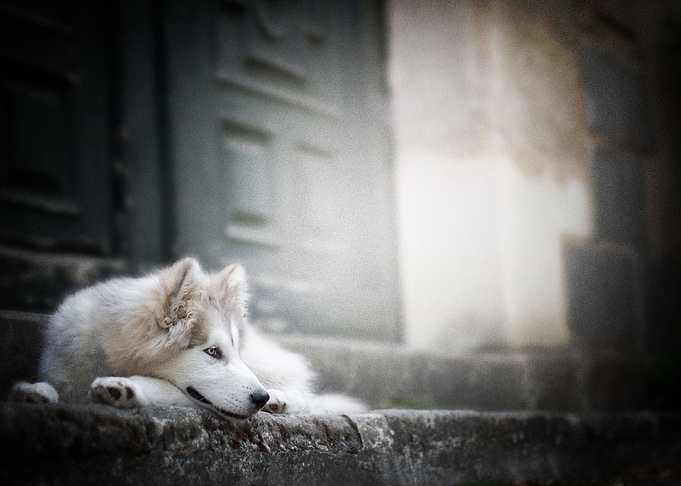 Siberian Husky Dogs Dog P