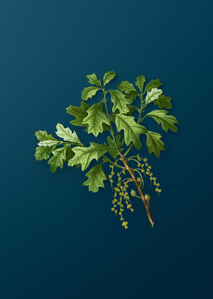 Vintage Botanicals on Teal