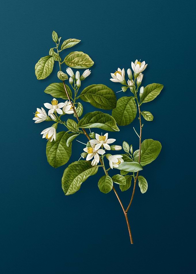 Vintage Flowers on Teal