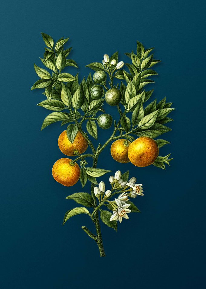 Vintage Botanicals on Teal