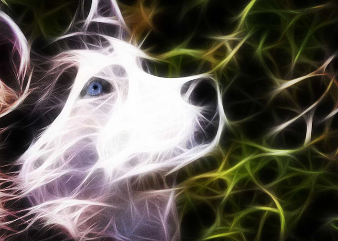 Siberian Husky Dogs Dog