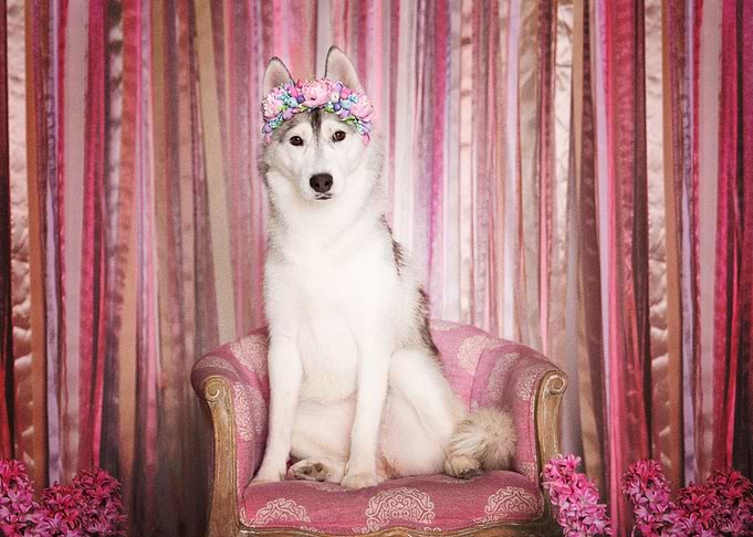 Siberian Husky Dogs Dog P