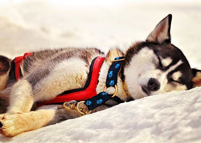 Husky Dogs Dog