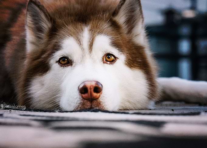 Husky Dogs Siberian Husky