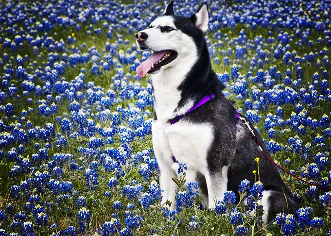 Husky Dogs