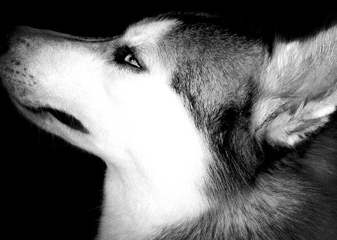 Husky Dogs