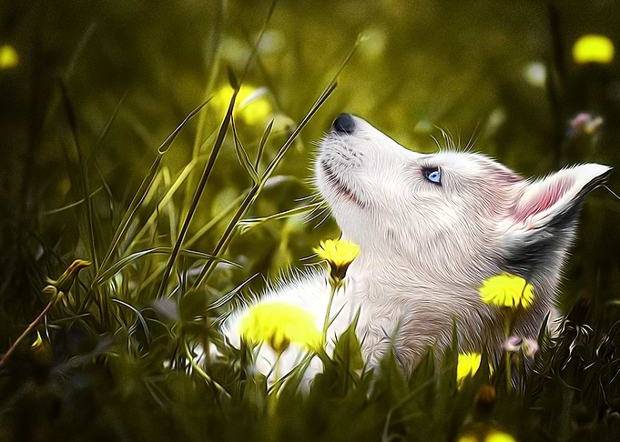 Husky Dogs